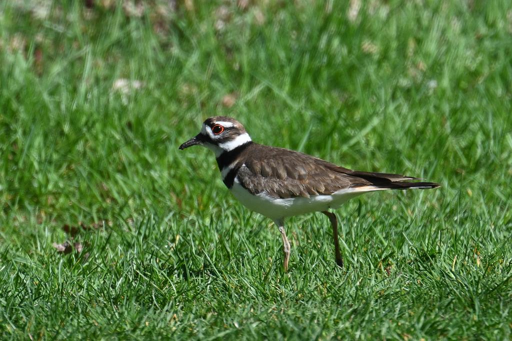 Killdeer, 2025-05016869 River Bend Farm, MA.JPG - Killdeer. River Bend Farm, MA, 5-1-2025